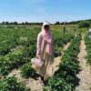 picking
