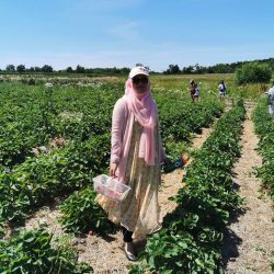 Strawberry Picking اسٹروبیری کے باغات میں picking