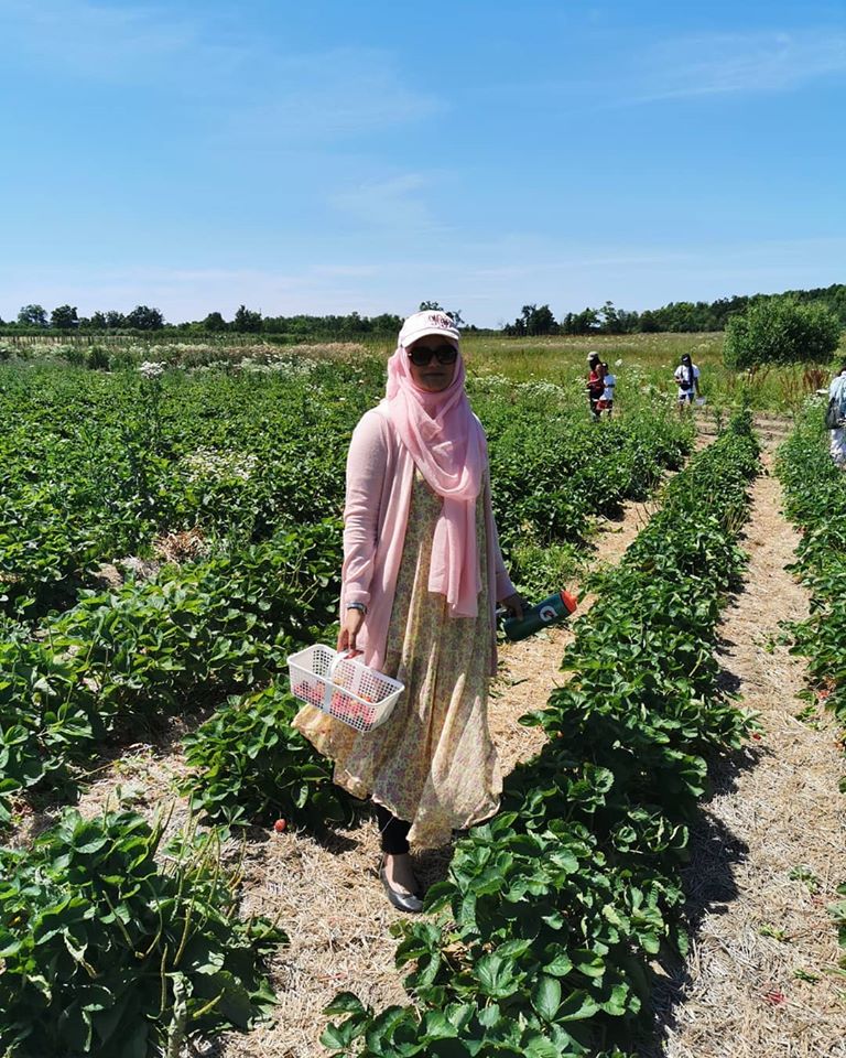 Strawberry Picking اسٹروبیری کے باغات میں